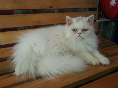 White Flat Face - Domestic Long Hair Cat