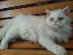 White Flat Face - Domestic Long Hair Cat