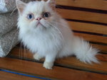 White Flat Face - Domestic Long Hair Cat