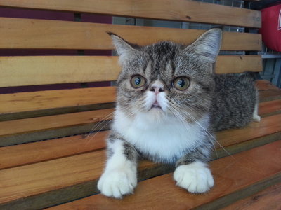 Exotic Short Hair Cat - Exotic Shorthair Cat