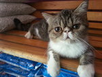 Exotic Short Hair Cat - Exotic Shorthair Cat