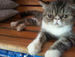 Exotic Short Hair Cat - Exotic Shorthair Cat