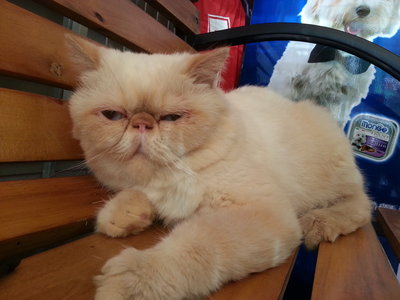 Exotic Male - Exotic Shorthair Cat