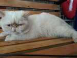 Exotic Male - Exotic Shorthair Cat