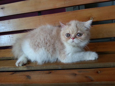 Exotic Kitten - Exotic Shorthair Cat