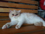 Exotic Kitten - Exotic Shorthair Cat