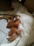 Mama Cat &amp; 4 Babies - Bobtail Cat