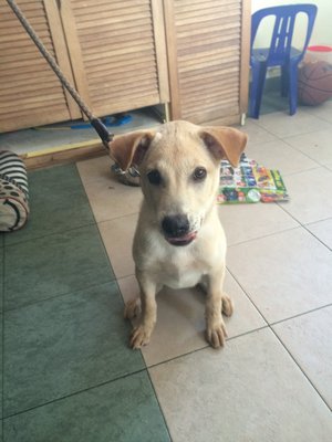 Oscar - Labrador Retriever Mix Dog