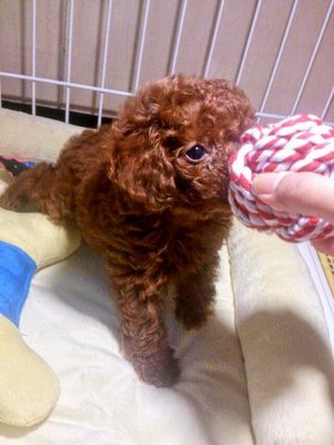 Dark Red Toy Poodle - Poodle Dog