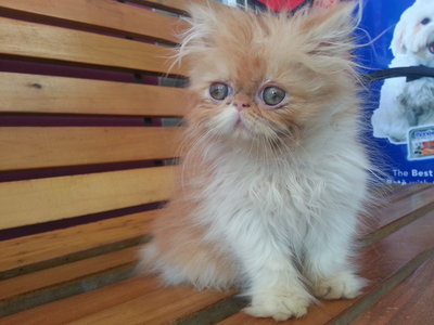 Persian Small Kitten - Persian Cat