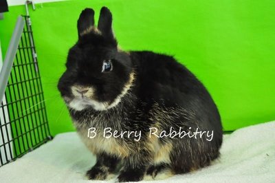 Netherland Dwarf - Black Otter 1t - Netherland Dwarf Rabbit