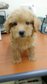 Toy Poodle  - Poodle Dog