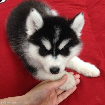 Thick Coat Siberian Husky Puppies - Siberian Husky Dog