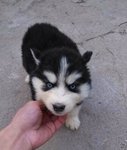 Thick Coat Siberian Husky Puppies - Siberian Husky Dog