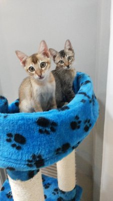 Tulus &amp; Iklas - Domestic Short Hair Cat