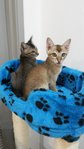 Tulus &amp; Iklas - Domestic Short Hair Cat