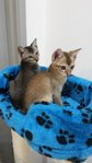 Tulus &amp; Iklas - Domestic Short Hair Cat