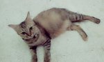 Anak Kucing Dengan Ibu(Robin) - Domestic Medium Hair + Domestic Short Hair Cat