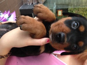 Rottweiler - Big And Round Size - Rottweiler Dog