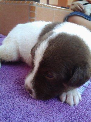 Nano - Mixed Breed Dog