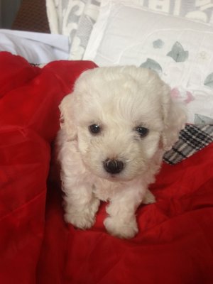 Full White Short Leg Toy Poodle - Poodle Dog