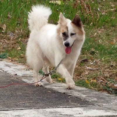 Li Li  Girl - Spitz Mix Dog