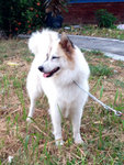 Li Li  Girl - Spitz Mix Dog