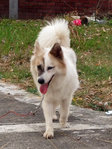 Li Li  Girl - Spitz Mix Dog