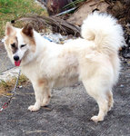 Li Li  Girl - Spitz Mix Dog