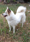 Li Li  Girl - Spitz Mix Dog