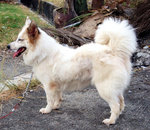 Li Li  Girl - Spitz Mix Dog