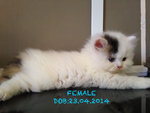 Persian (Dlh) Open For Booking - Persian + Chinchilla Cat