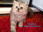 Persian (Dlh) Open For Booking - Persian + Chinchilla Cat