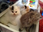 Persian (Dlh) Open For Booking - Persian + Chinchilla Cat