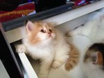 Persian (Dlh) Open For Booking - Persian + Chinchilla Cat