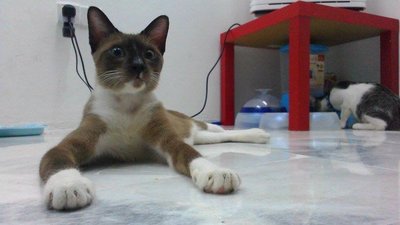 Muezza - Siamese + Domestic Short Hair Cat