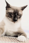 Muezza - Siamese + Domestic Short Hair Cat