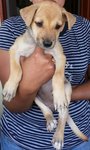 Puppy Ccute - Mixed Breed Dog