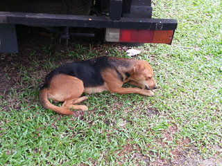 Early photo of Lady taking shelter under a truck.