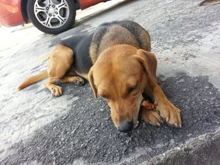 Lady chewing on a treat.