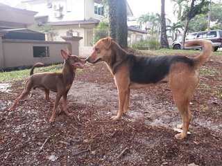 Lady (right) finds a "friend".