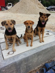 Lady (center) with her original pack.