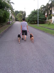 Lady (right) obediently walking with a leash.