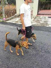 Lady walking on a lead along with Rover.