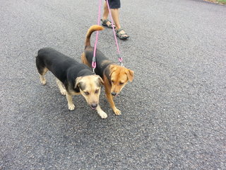 Lady and Rover getting their exercise.