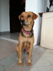 Lady - Mixed Breed Dog