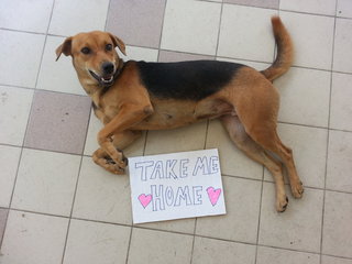 Lady - Mixed Breed Dog