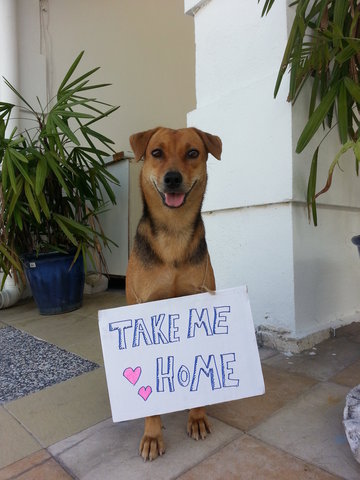 Lady - Mixed Breed Dog