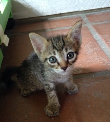 Stripey - Domestic Short Hair Cat