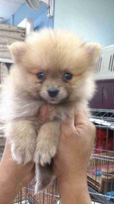 Pomeranian Saber - Pomeranian Dog